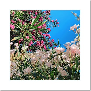 Pretty Pink Flowers Photography design with blue sky nature lovers Posters and Art